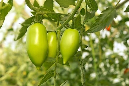 Green oblong tomatoes are growing in the greenhouse Stockbilder - Microstock & Abonnement, Bildnummer: 400-05912146