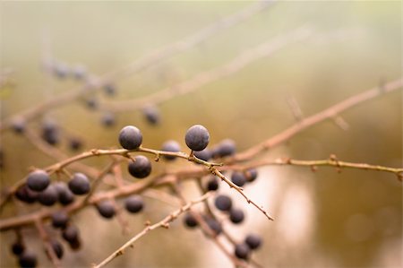 prunus spinosa - Autumn background with blackthorn with very shallow focus Photographie de stock - Aubaine LD & Abonnement, Code: 400-05912230