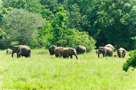 elephant asian young - large family of wild Indian elephants in the nature of Sri Lanka. Stock Photo - Budget Royalty-Free & Subscription, Code: 400-05912459