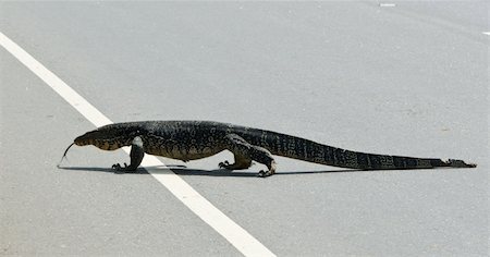 Large monitor lizard crosses the road ( Sri Lanka ). Foto de stock - Super Valor sin royalties y Suscripción, Código: 400-05912460