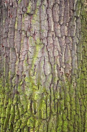 simsearch:400-07619334,k - Fragment of tree bark partially covered with green moss Stock Photo - Budget Royalty-Free & Subscription, Code: 400-05913642