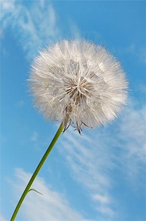 Dandelion against blue sky background with light white clouds Stock Photo - Budget Royalty-Free & Subscription, Code: 400-05913643