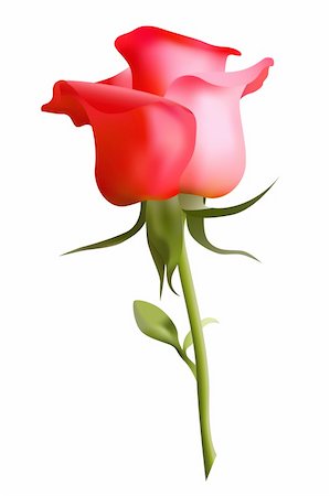 single red rose bud - Beautiful red rose Stock Photo - Budget Royalty-Free & Subscription, Code: 400-05924023