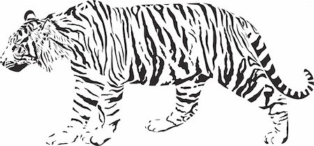 black and white vector illustration tiger Stock Photo - Budget Royalty-Free & Subscription, Code: 400-05925739