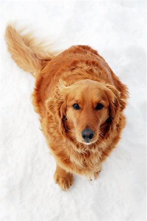 fat dog - cute orange golden retriever dog sitting at snow Stock Photo - Budget Royalty-Free & Subscription, Code: 400-05927635