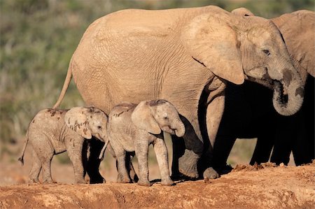 African elephant cow (Loxodonta africana) with small calves, South Africa Foto de stock - Super Valor sin royalties y Suscripción, Código: 400-05927718