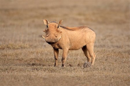 simsearch:400-07210494,k - Warthog (Phacochoerus africanus), South Africa Stock Photo - Budget Royalty-Free & Subscription, Code: 400-05927725