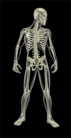 skeletons human not illustration not xray - 3D render of a male skeleton in a standing position Stock Photo - Budget Royalty-Free & Subscription, Code: 400-05927766
