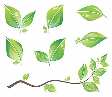 simsearch:400-04385202,k - Set of green fresh leaves and branch with water drops. Vector illustration. Foto de stock - Super Valor sin royalties y Suscripción, Código: 400-05927962