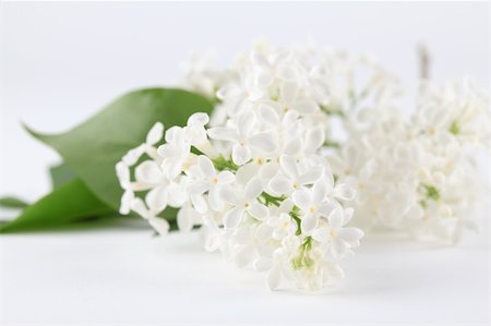 simsearch:400-08197381,k - Beautiful fragrant white lilac on white background. Soft focus Foto de stock - Super Valor sin royalties y Suscripción, Código: 400-05928316