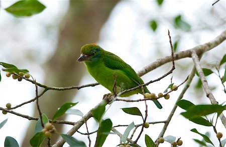 simsearch:400-05886501,k - beautiful moustached barbet (Megalaima incognita) Stock Photo - Budget Royalty-Free & Subscription, Code: 400-05928456