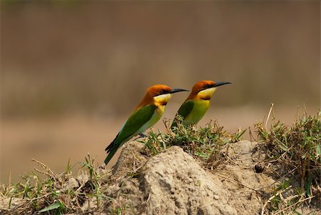 beautiful chestnut headed bee eater Foto de stock - Super Valor sin royalties y Suscripción, Código: 400-05928457