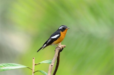 beautiful male mugimaki flycatcher (Ficedula mugimaki) Foto de stock - Super Valor sin royalties y Suscripción, Código: 400-05928460