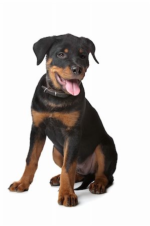 rottweiler - Rottweiler puppy in front of a white background Foto de stock - Super Valor sin royalties y Suscripción, Código: 400-05929434