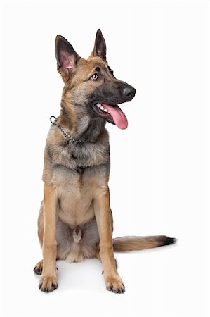 simsearch:400-04371584,k - Shepherd dog in front of a white background Foto de stock - Super Valor sin royalties y Suscripción, Código: 400-05929436