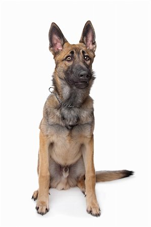 simsearch:400-04371584,k - Shepherd dog in front of a white background Foto de stock - Super Valor sin royalties y Suscripción, Código: 400-05929437