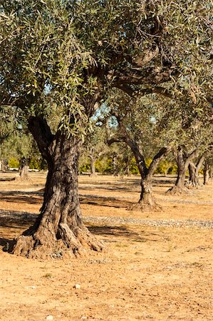 simsearch:400-05920005,k - Row of olive trees with an orange grove in the background, Mediterranean agriculture Foto de stock - Super Valor sin royalties y Suscripción, Código: 400-05920009