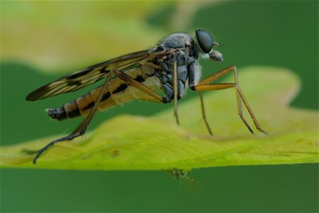 simsearch:400-04282037,k - Robber fly Stock Photo - Budget Royalty-Free & Subscription, Code: 400-05920103