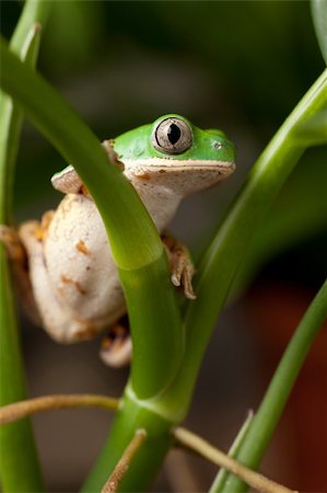 simsearch:400-05243274,k - tree frog sitting on branch in tropical amazon rain forest Brazil, phyllomedusa hypochondrialis Fotografie stock - Microstock e Abbonamento, Codice: 400-05920368