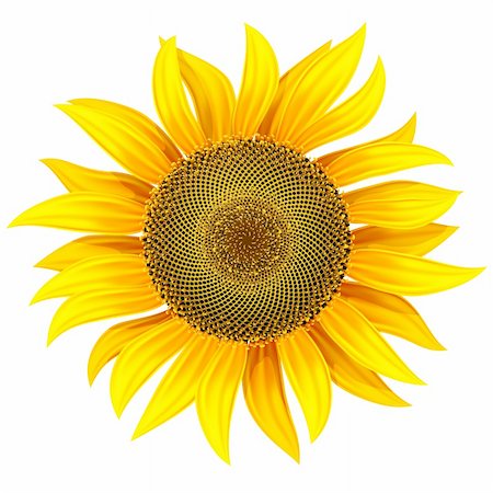 yellow flower of sunflower vector illustration. Gradient mesh used Stock Photo - Budget Royalty-Free & Subscription, Code: 400-05920423