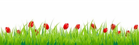 simsearch:400-04298096,k - Tulip Border, Isolated On White Background, Vector Background Foto de stock - Super Valor sin royalties y Suscripción, Código: 400-05920783