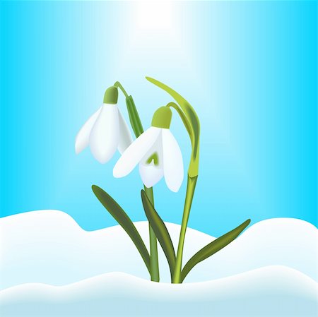 Illustration of snowdrops with snow and blue sky background Stock Photo - Budget Royalty-Free & Subscription, Code: 400-05920907
