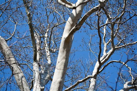 Platanus tree top with seed balls and blue sky as an background Stock Photo - Budget Royalty-Free & Subscription, Code: 400-05920936