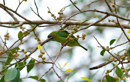 beautiful blue-eared barbet (Megalaima autralis) Stock Photo - Budget Royalty-Free & Subscription, Code: 400-05923108