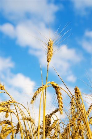 rye ear - close up of ripe wheat ears against sky. soft focus Stock Photo - Budget Royalty-Free & Subscription, Code: 400-05923571