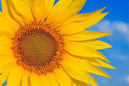 simsearch:400-04708860,k - part of sunflower with sky over it Stock Photo - Budget Royalty-Free & Subscription, Code: 400-05923585
