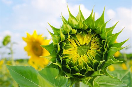 simsearch:400-04708860,k - field with green sunflowers Stock Photo - Budget Royalty-Free & Subscription, Code: 400-05923583