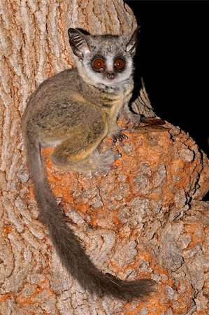 simsearch:400-05888526,k - Nocturnal Lesser Bushbaby (Galago moholi) sitting in a tree, South Africa Photographie de stock - Aubaine LD & Abonnement, Code: 400-05936195