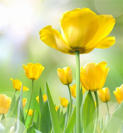 beautiful yellow tulips Foto de stock - Super Valor sin royalties y Suscripción, Código: 400-05937695