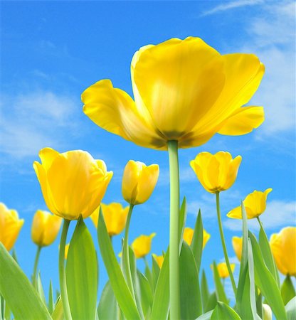 simsearch:400-06130523,k - beautiful yellow tulips Stock Photo - Budget Royalty-Free & Subscription, Code: 400-05937708