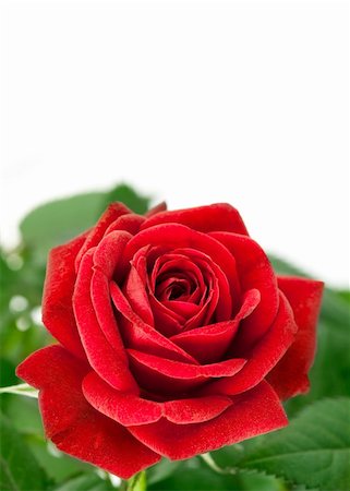 single red rose bud - red rose with green leaf isolated on white background Stock Photo - Budget Royalty-Free & Subscription, Code: 400-05939188