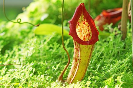 Nepenthe tropical carnivore plant Stockbilder - Microstock & Abonnement, Bildnummer: 400-05939327