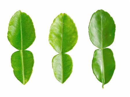close up of kaffir lime leaves on white Photographie de stock - Aubaine LD & Abonnement, Code: 400-05930993