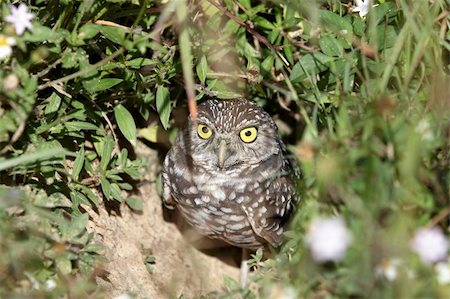A burrowing owl standing in the entrance of his home Fotografie stock - Microstock e Abbonamento, Codice: 400-05946703