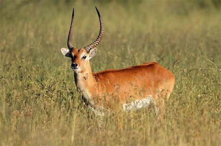 simsearch:400-07657096,k - A male red lechwe antelope (Kobus leche), southern Africa Fotografie stock - Microstock e Abbonamento, Codice: 400-05946712