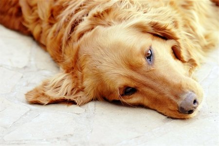 cute lying sad orange golden retriever dog portrait Stock Photo - Budget Royalty-Free & Subscription, Code: 400-05946805