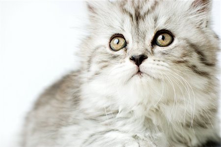 scotish - Little kitten Stock Photo - Budget Royalty-Free & Subscription, Code: 400-05946870