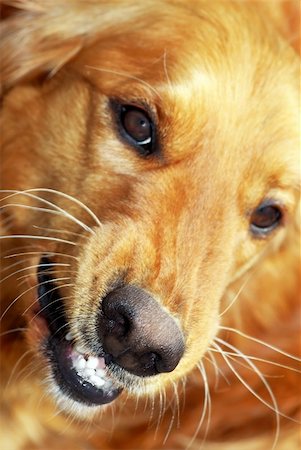 angry orange golden retriever dog portrait baring his teeth Fotografie stock - Microstock e Abbonamento, Codice: 400-05947576