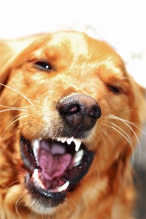 angry orange golden retriever dog portrait baring his teeth Fotografie stock - Microstock e Abbonamento, Codice: 400-05947577