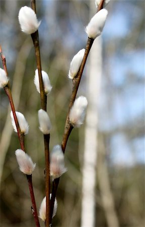 simsearch:400-04859972,k - Beautiful spring willow branches close-up Stock Photo - Budget Royalty-Free & Subscription, Code: 400-05943688