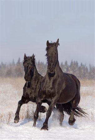 simsearch:400-08286259,k - two black horses running in the snow Photographie de stock - Aubaine LD & Abonnement, Code: 400-06059835