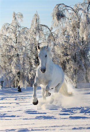 white horse in a winter running in snow Photographie de stock - Aubaine LD & Abonnement, Code: 400-06059841