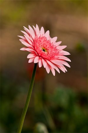 dew drops on green stem - Gerbera Stock Photo - Budget Royalty-Free & Subscription, Code: 400-06059875