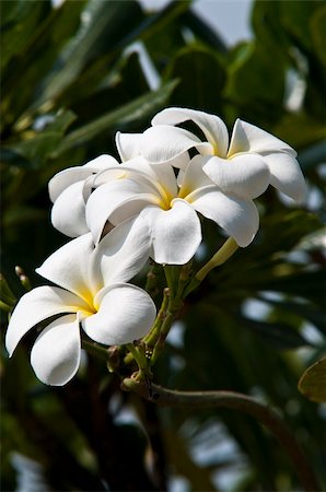 simsearch:400-04519023,k - Plumeria flowers Stock Photo - Budget Royalty-Free & Subscription, Code: 400-06059880