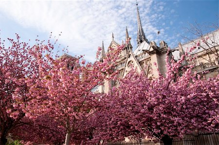 simsearch:400-07838652,k - Pink blossoming trees and Notre Dame cathedral in Paris in spring Photographie de stock - Aubaine LD & Abonnement, Code: 400-06059903