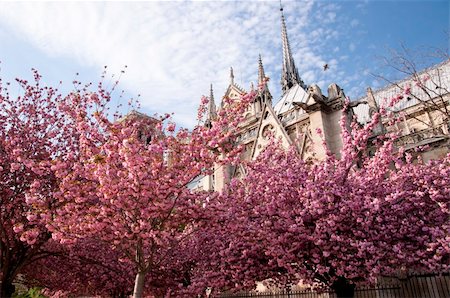 simsearch:400-04904534,k - Pink blossoming trees and Notre Dame cathedral in Paris in spring Foto de stock - Super Valor sin royalties y Suscripción, Código: 400-06059903